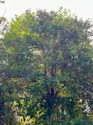 金毘羅神社(東京都)