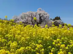 瀧桜神明宮の自然