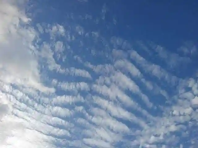 成田山深川不動堂(新勝寺東京別院)の自然