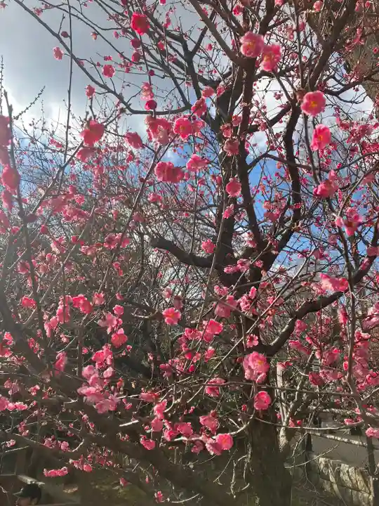 北野天満宮(京都府)