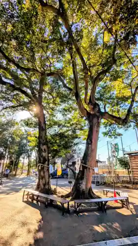 大宮・大原神社の自然