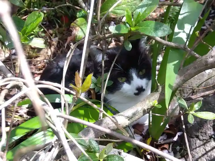 御誕生寺(猫寺)(福井県)