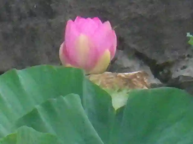 鶴岡八幡宮の自然