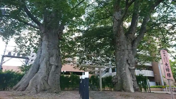 熊野神社の自然