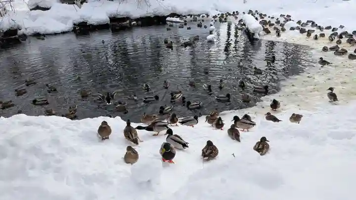 永山神社の動物
