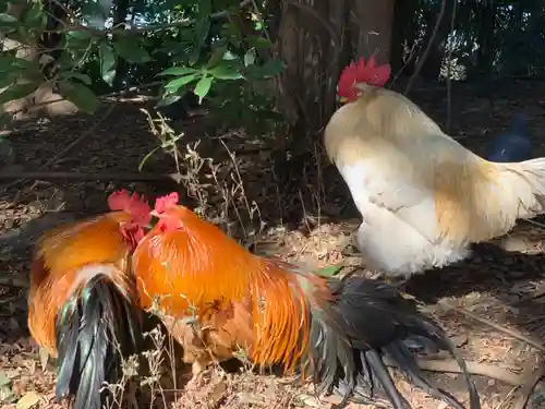 谷保天満宮の動物