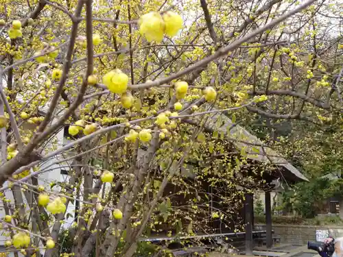 横浜　西方寺の自然