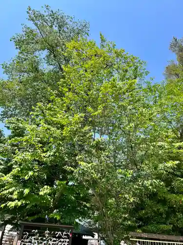 櫻木神社(千葉県)
