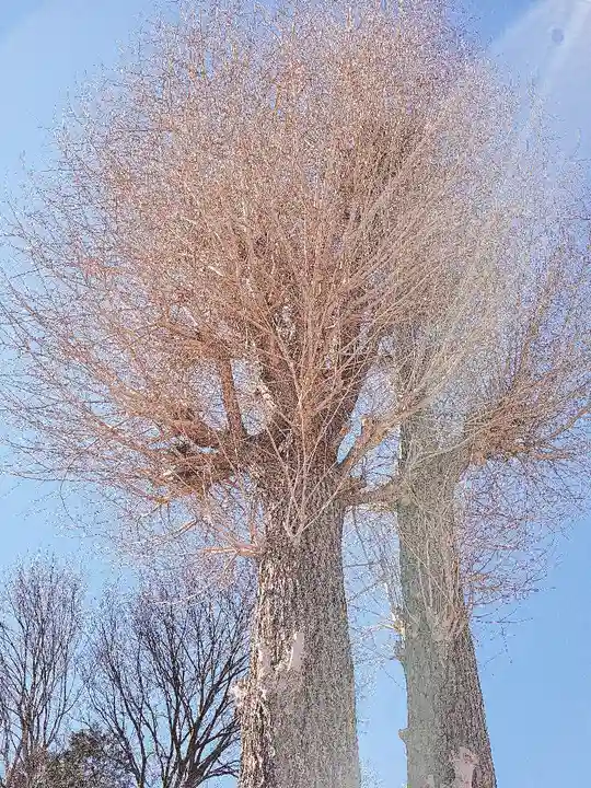 川越八幡宮の自然