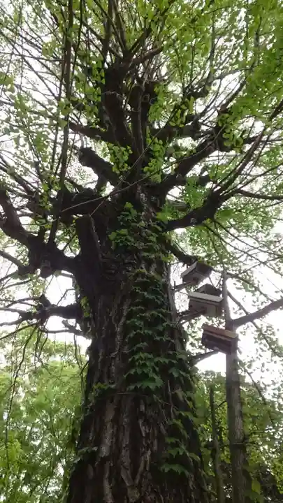 渋谷氷川神社(東京都)