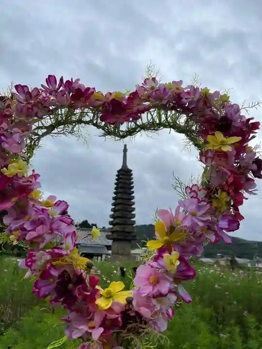 般若寺 ❁コスモス寺❁(奈良県)