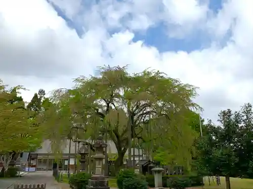 足羽神社の自然