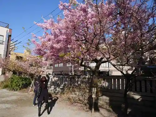 今戸神社の自然