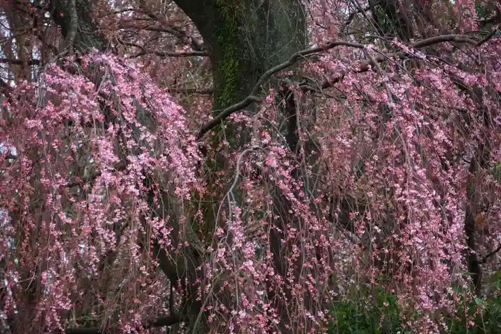 神炊館神社 ⁂奥州須賀川総鎮守⁂の自然