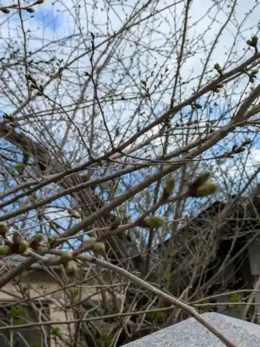 函館八幡宮の自然