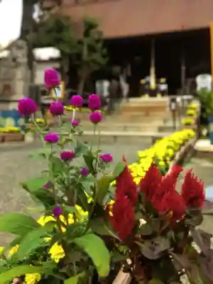高円寺氷川神社(東京都)