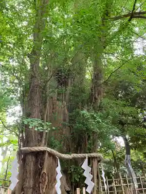 大國魂神社(東京都)