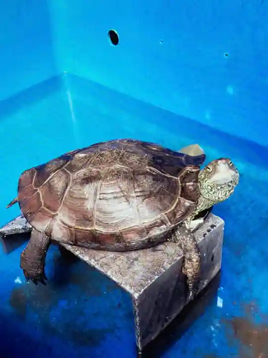 下谷神社(東京都)