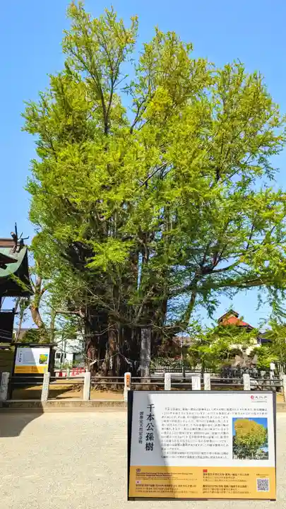 葛飾八幡宮の自然