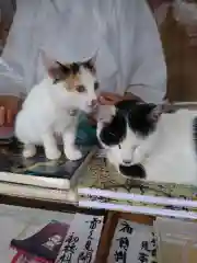 賀茂別雷神社の動物