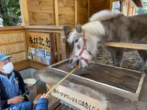 平塚八幡宮の動物