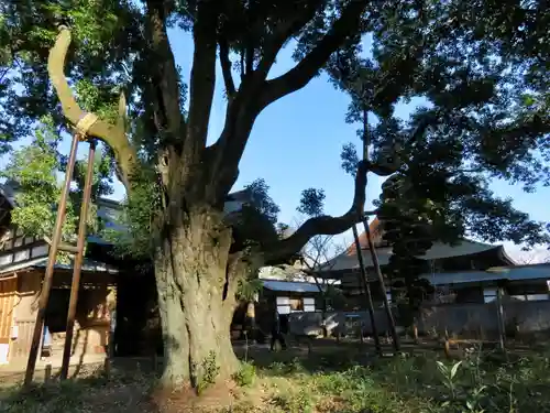 妙義神社の自然