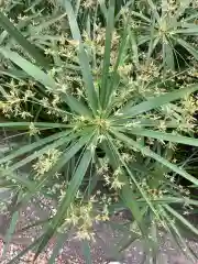 市原稲荷神社の自然