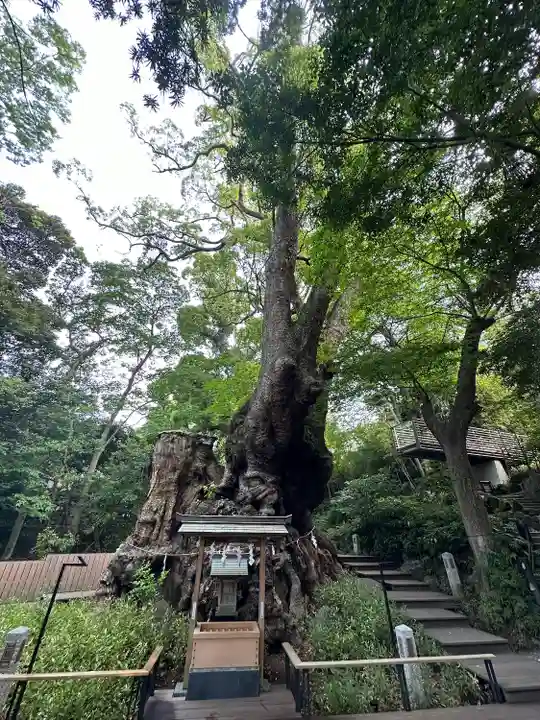 來宮神社(静岡県)