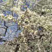 龍尾神社の自然