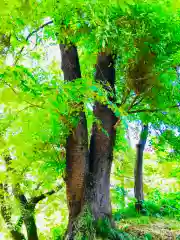 浅間神社の自然