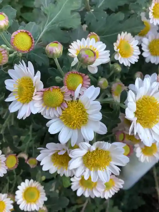 三輪神社の自然