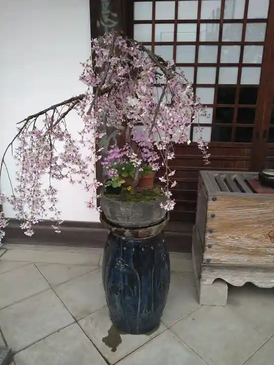 大円寺(東京都)