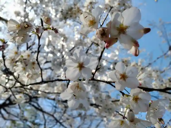出雲大社(島根県)