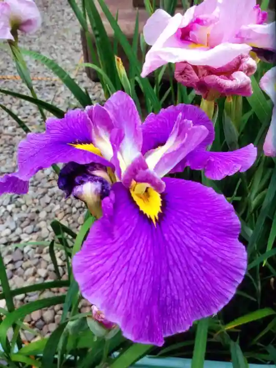 磐井神社(東京都)
