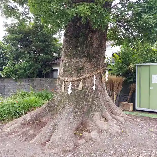 上清水八幡神社の自然