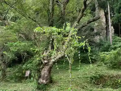 堂の下の岩観音の自然