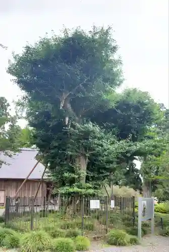 村山浅間神社(静岡県)