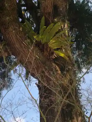 菅原神社(鹿児島県)