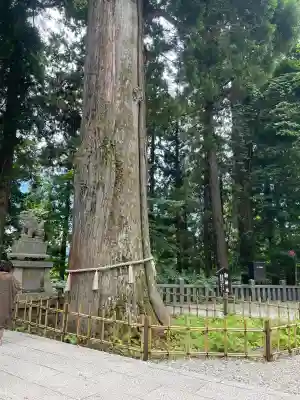 戸隠神社中社の{uncategorized: "未分類", other: "その他", undefined: "問題あり", building: "その他建物", grave: "お墓", sacred_gate: "鳥居", guardian: "狛犬", statue: "像", buddha: "仏像", history: "歴史", nature: "自然", garden: "庭園", animal: "動物", pagoda: "塔", temizu: "手水舎", mountain_gate: "山門・神門", sanctuary: "本殿・本堂", subordinate: "末社・摂社", art: "芸術", scenery: "景色", jizo: "地蔵", ema: "絵馬", goshuin: "御朱印", omikuji: "おみくじ", items: "授与品その他", amulet: "お守り", goshuincho: "御朱印帳", eats: "食事", festival: "お祭り", votive_dance: "神楽", shichigosan: "七五三参", wedding: "結婚式", experience: "体験その他", initially: "初詣", around: "周辺", anti_infection: "感染症対策"}