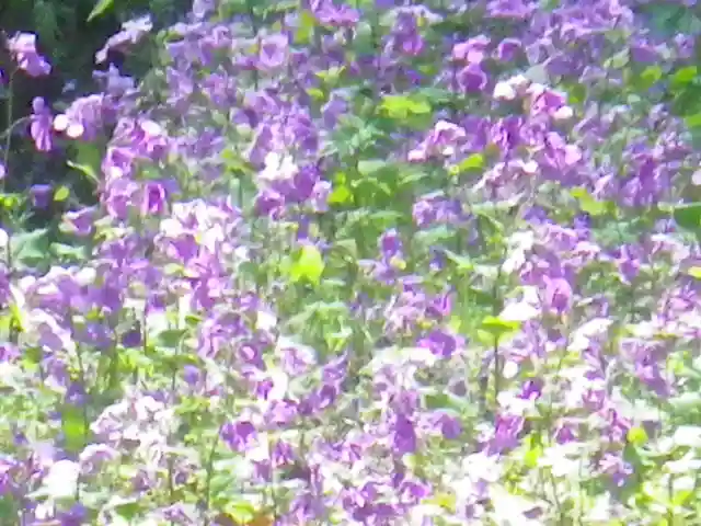 御霊神社の自然