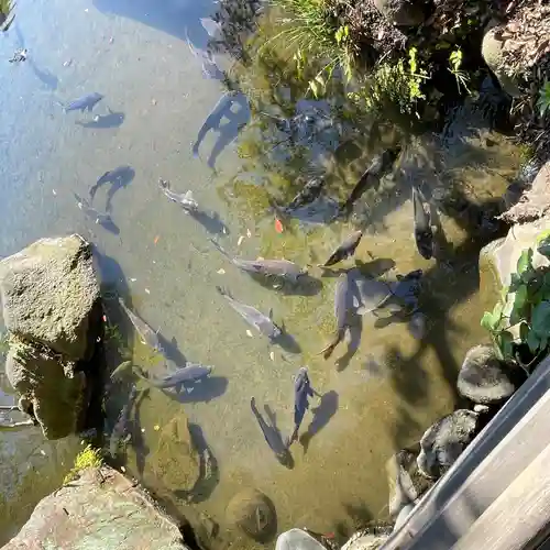 題経寺（柴又帝釈天）の動物