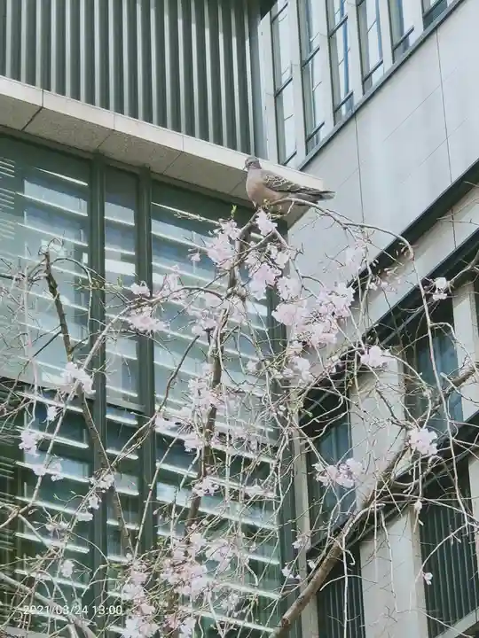 福徳神社(芽吹稲荷)の動物