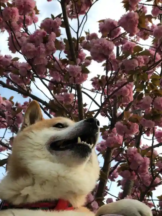 感田神社の動物