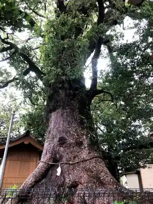 八幡神社の自然