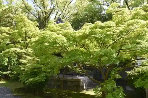 廬山寺（廬山天台講寺）の自然