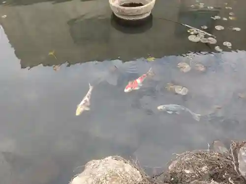 弁財天(愛知県)