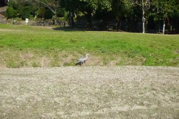 坂本八幡宮の動物