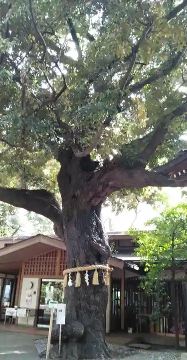 座間神社の自然