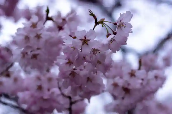 新城藤原神社(長野県)