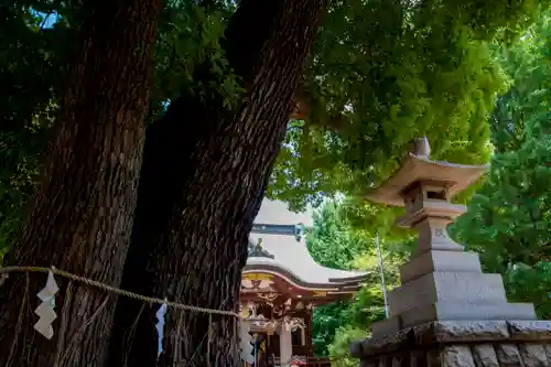 諏訪神社の自然